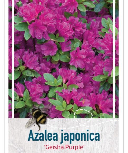 goedkope tuinplanten online