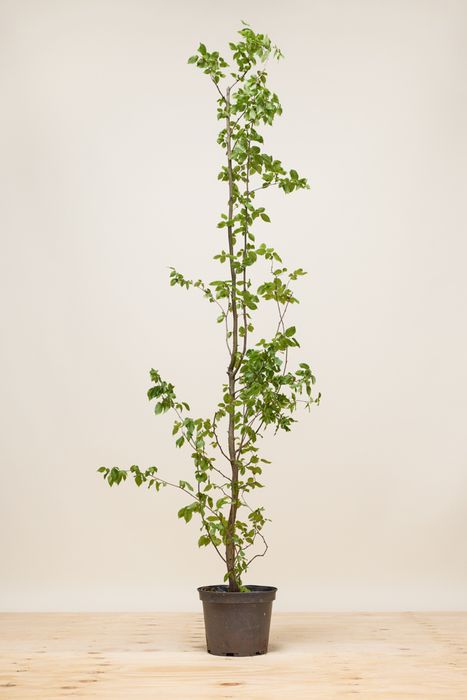 haagbeuk planten