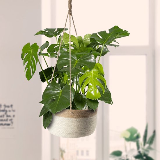 hangende planten