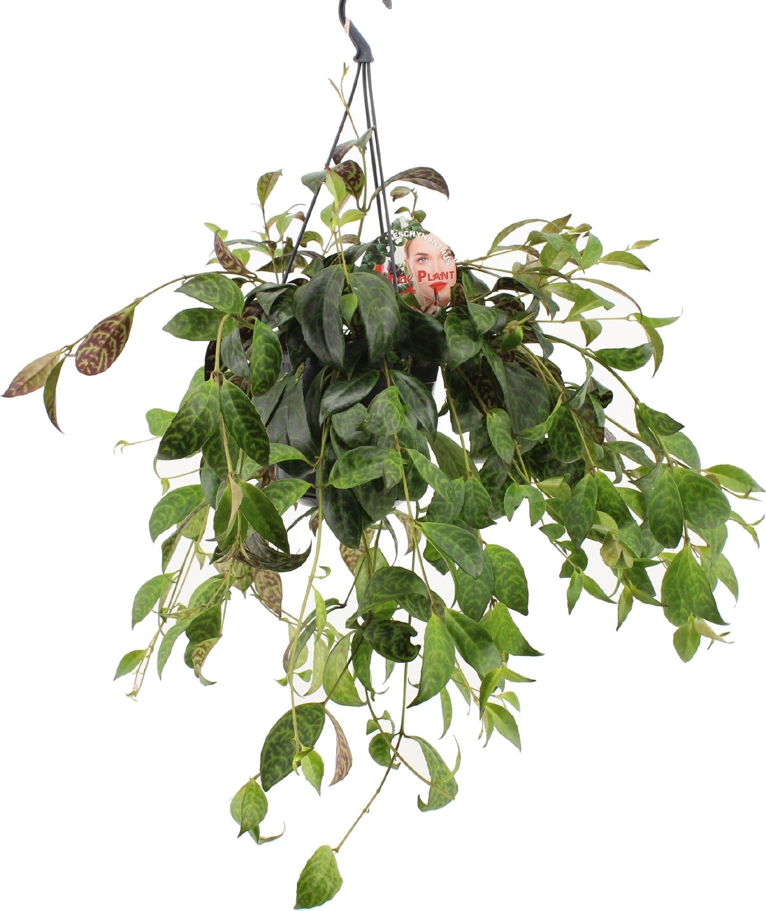 kamerplanten met bloemen