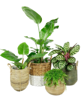 kamerplanten online