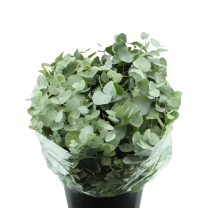 kerst plant