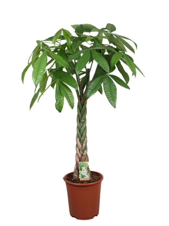 makkelijke planten