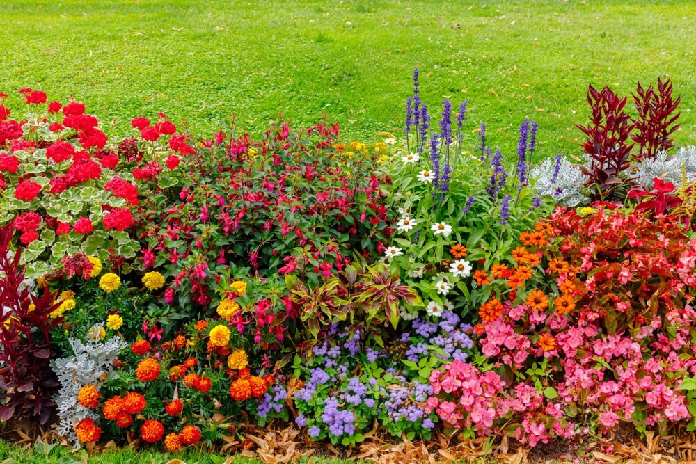 makkelijke tuinplanten