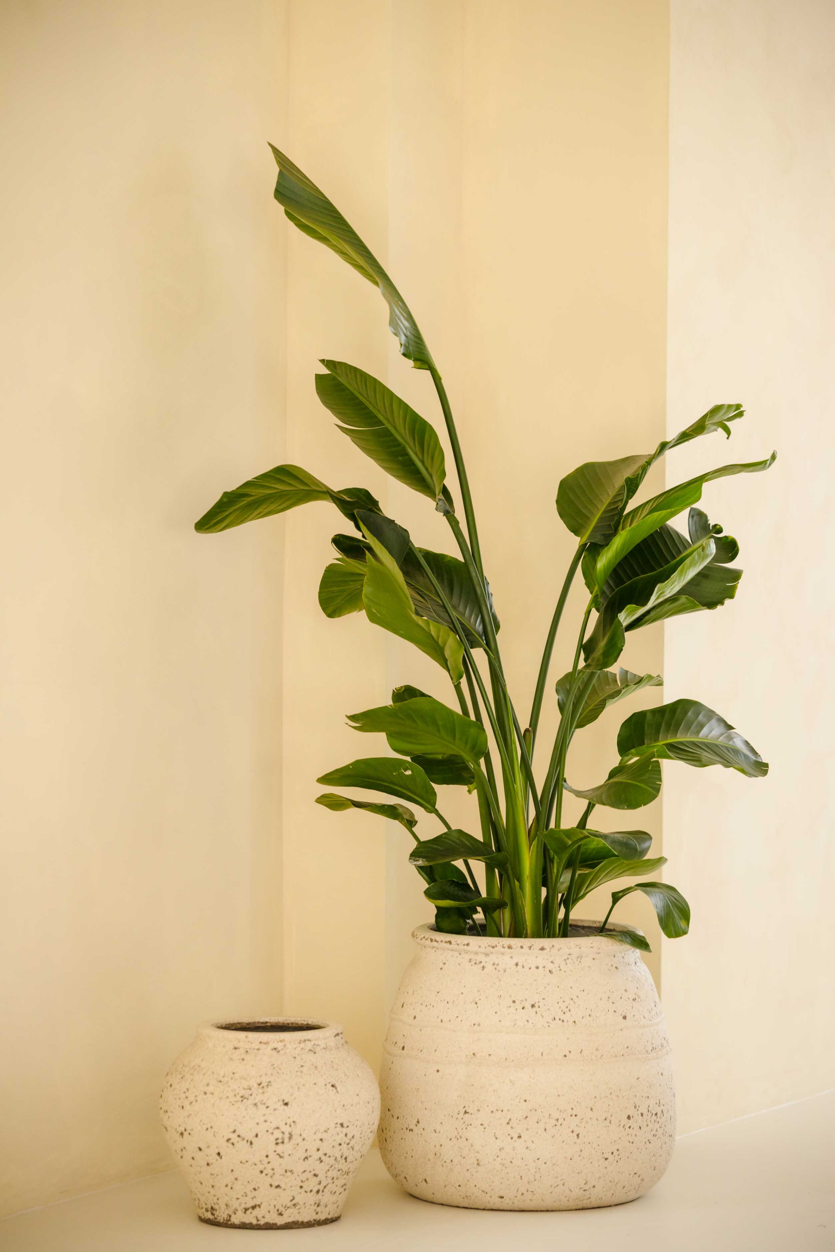 mooie plant