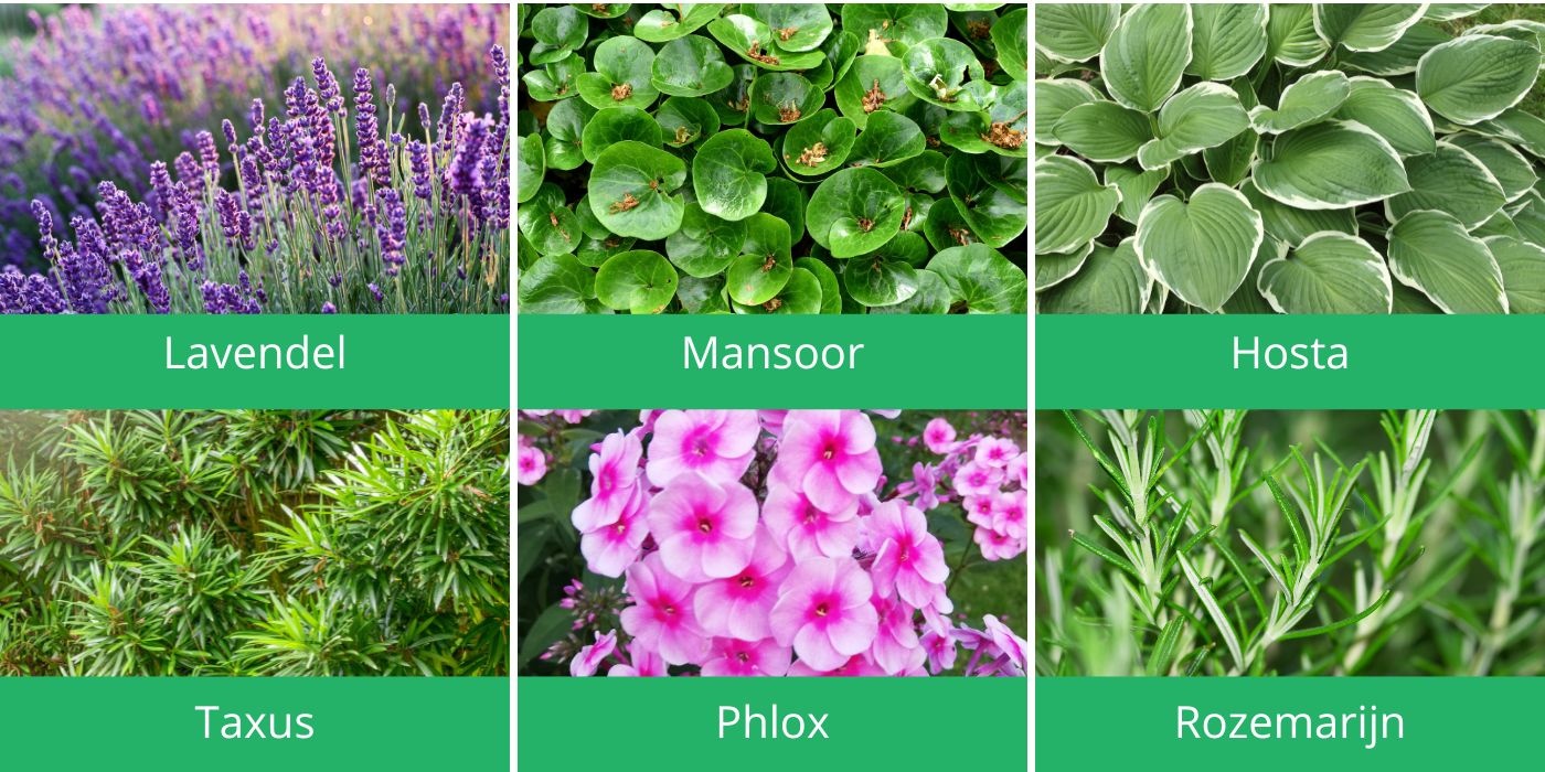 mooie tuinplanten