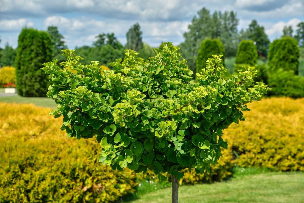 notenboom planten