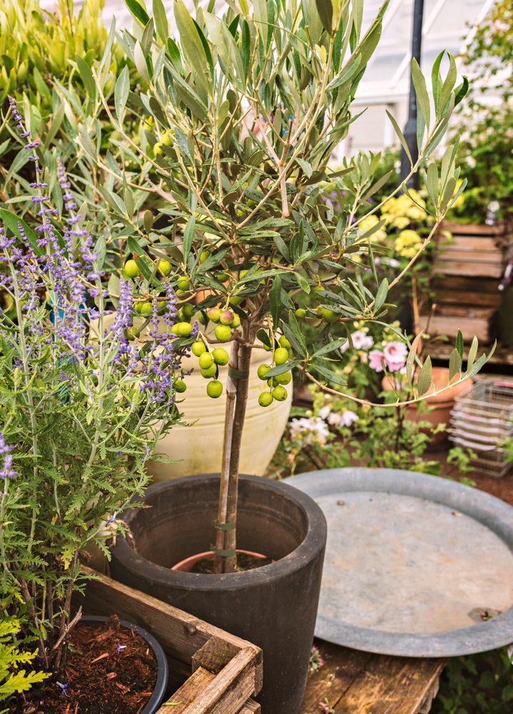 plant in pot buiten
