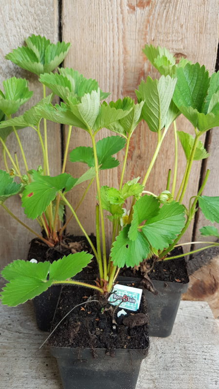 planten bestellen