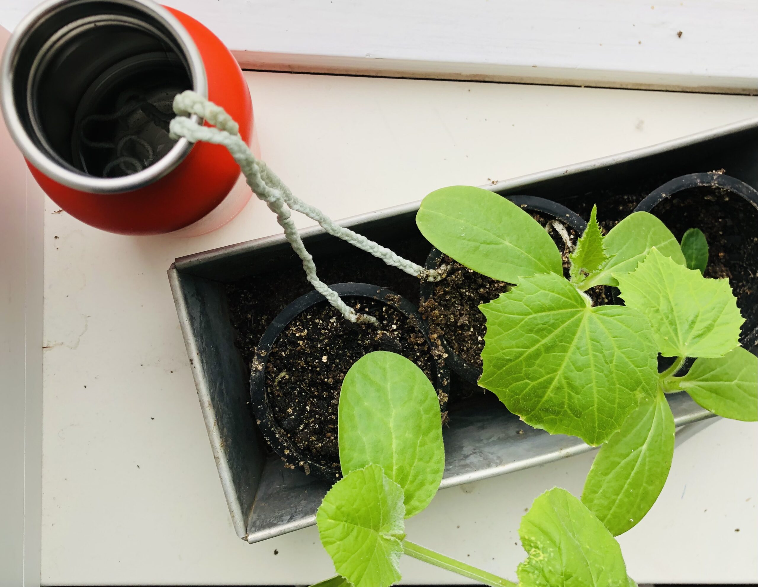 planten water geven