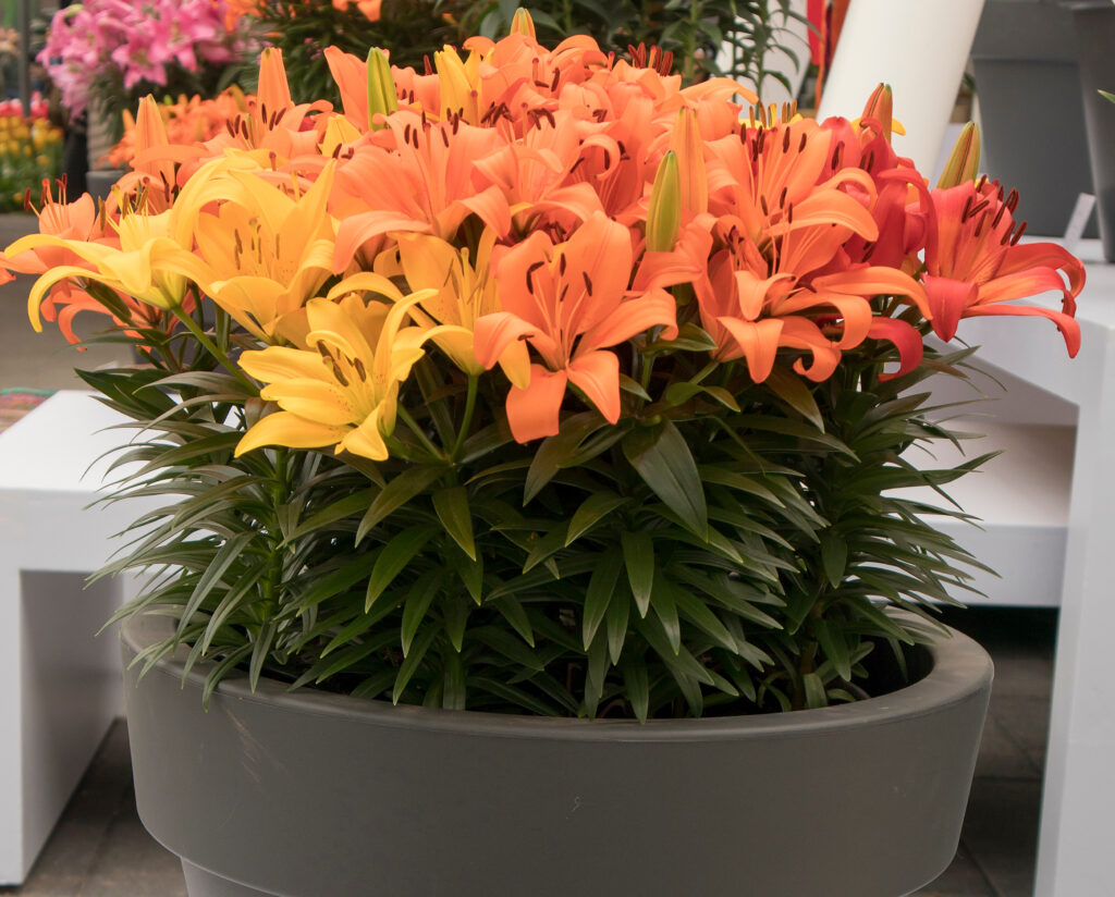 potplanten terras