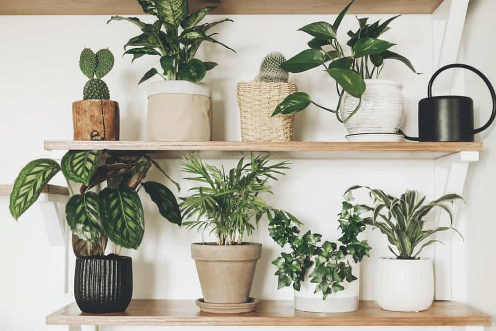 schaduw plant