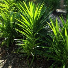 tropische planten buiten