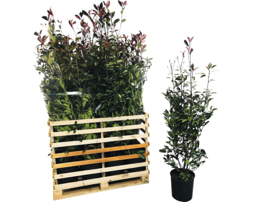 tuinplanten bestellen online