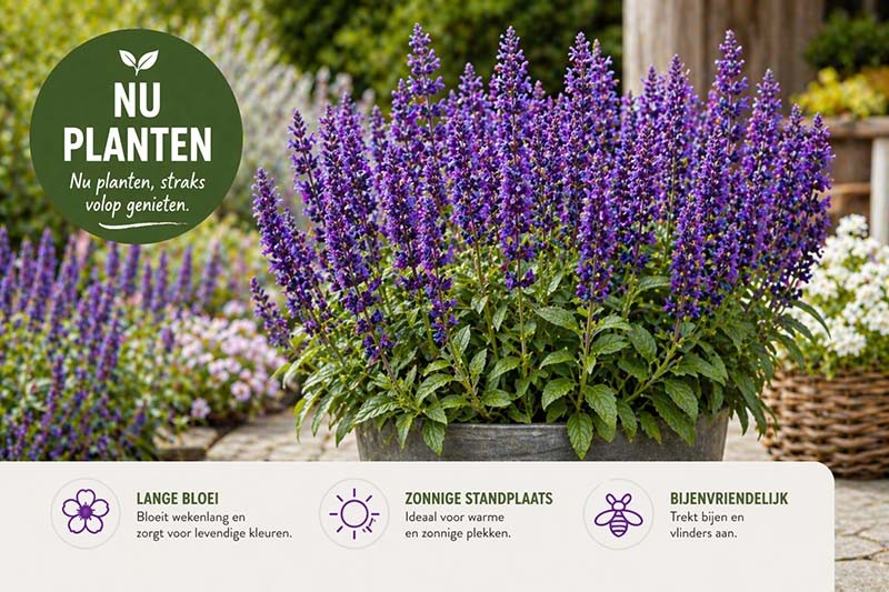 tuinplanten online bestellen