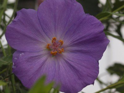 bijzondere tuinplanten