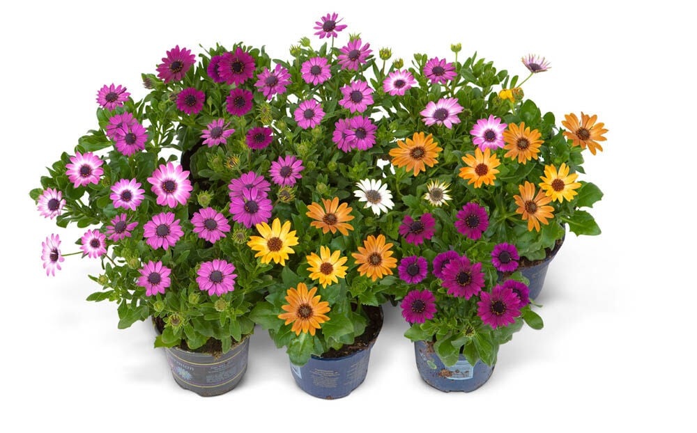 margriet plant