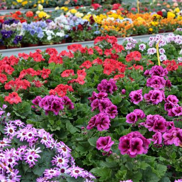 online planten bestellen