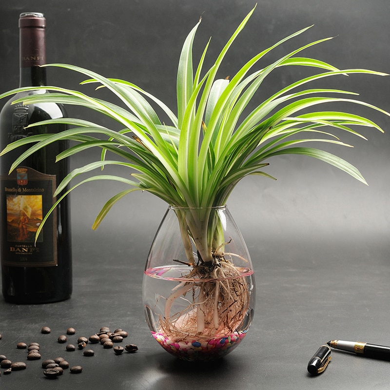 plant in glas