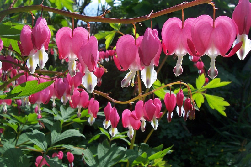 planten schaduw