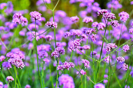 planten voor bloembakken in volle zon