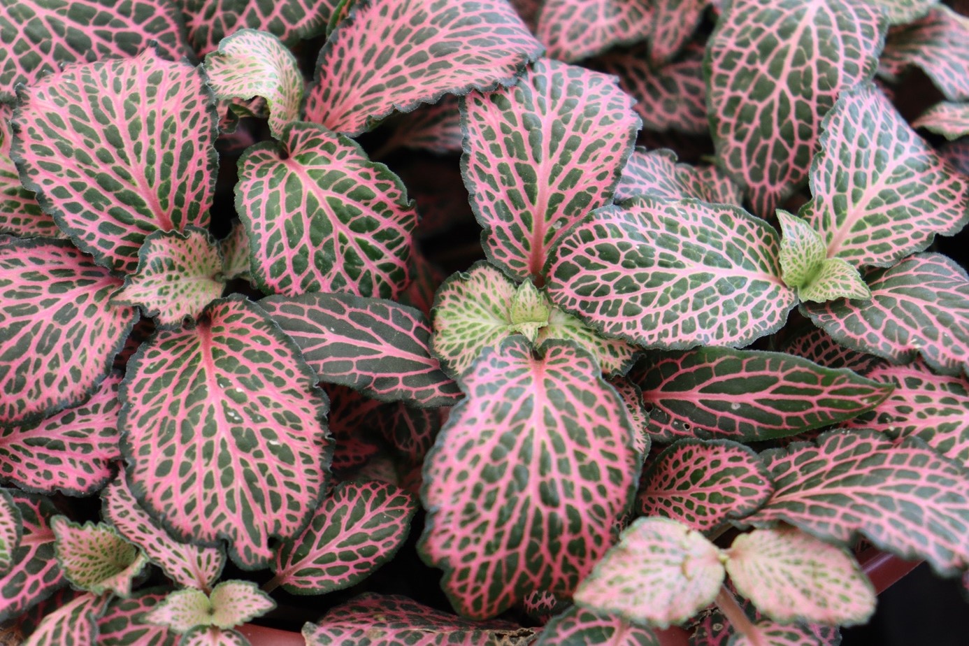 roze plant