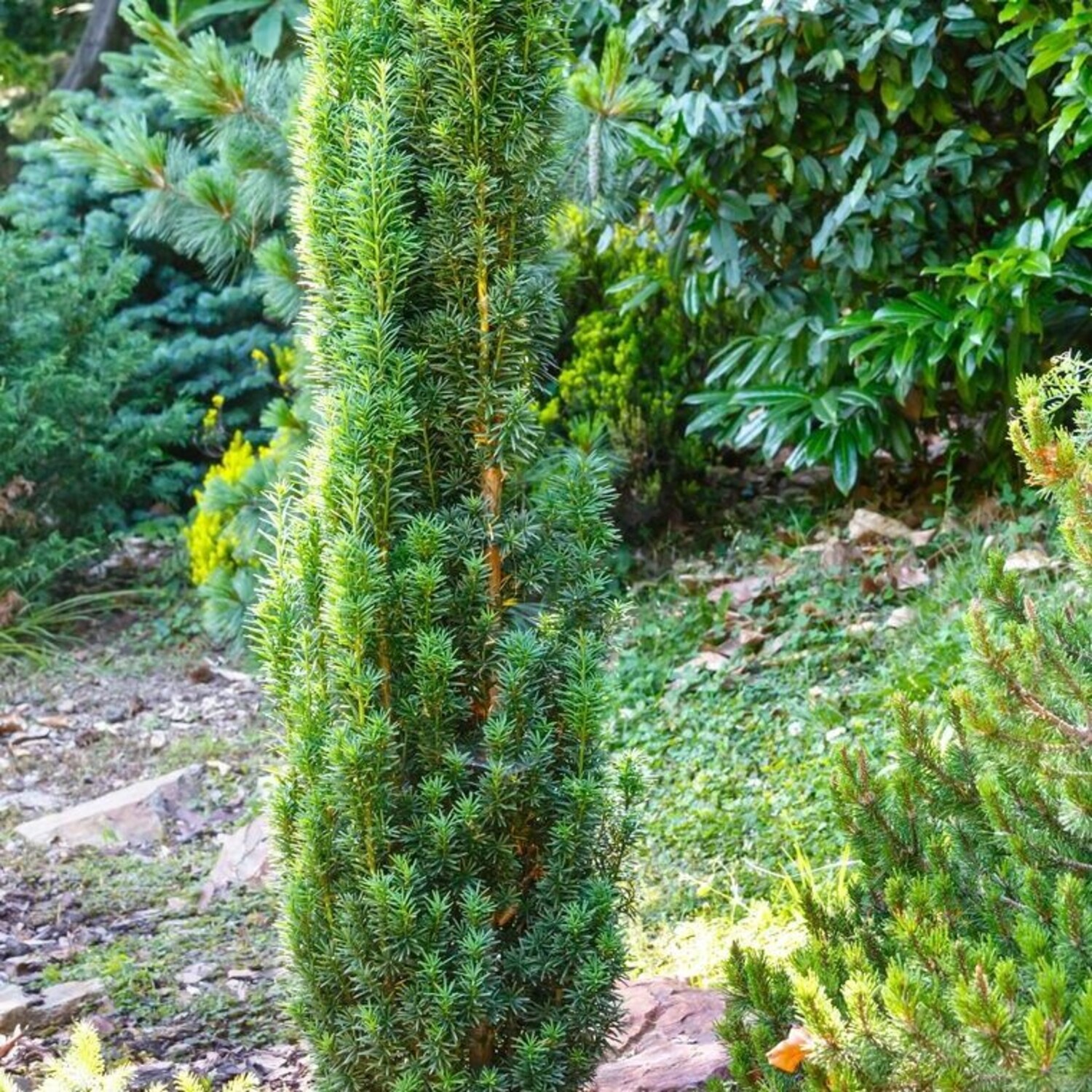 taxus planten