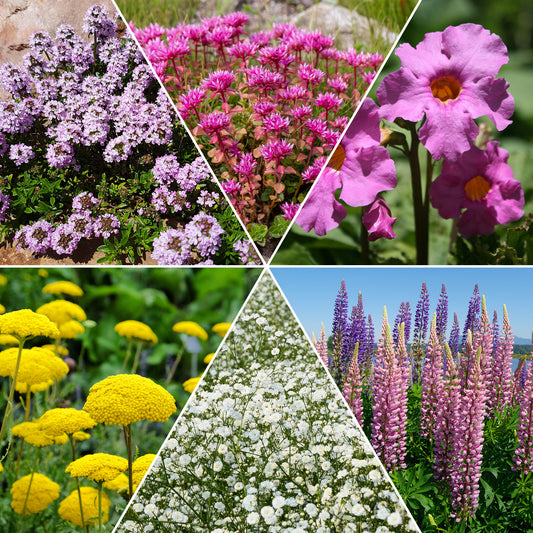vaste planten voortuin
