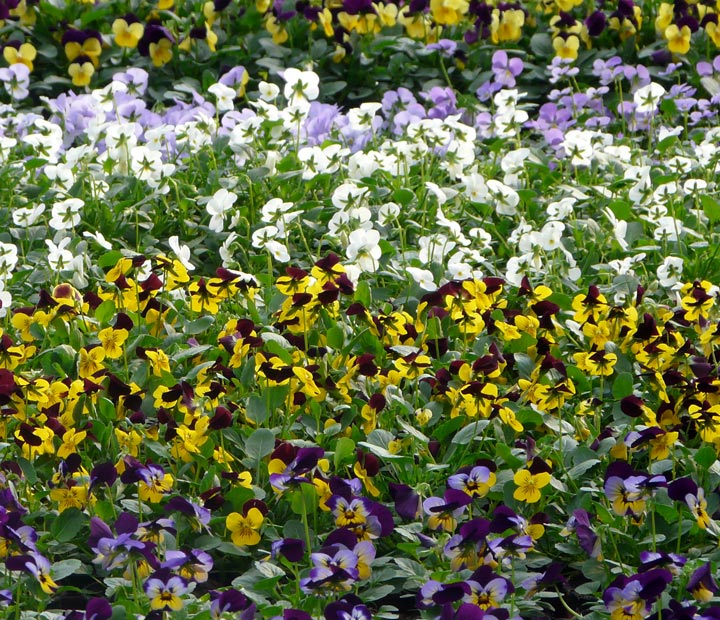 viooltjes planten