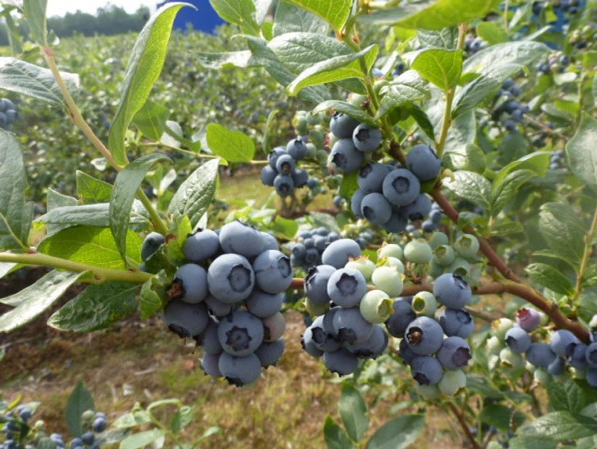 blauwe plant