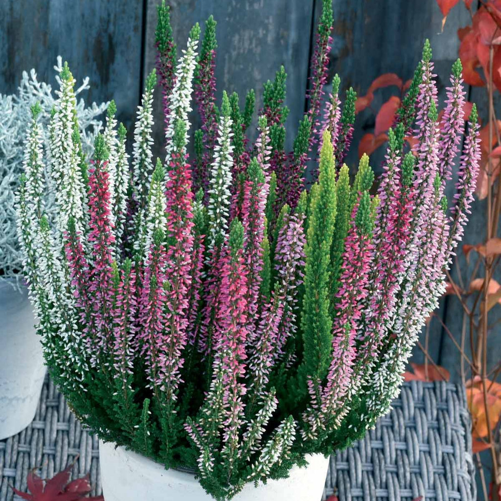 bloeiende vaste planten