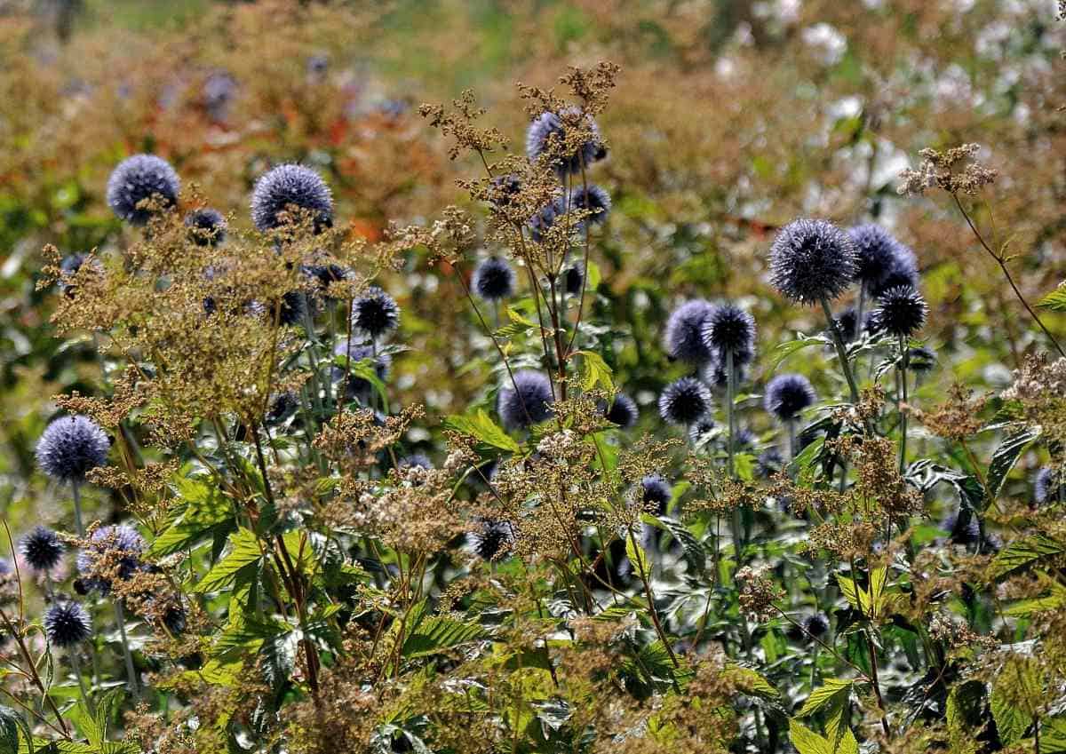 bol planten