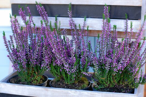 heide planten in bakken