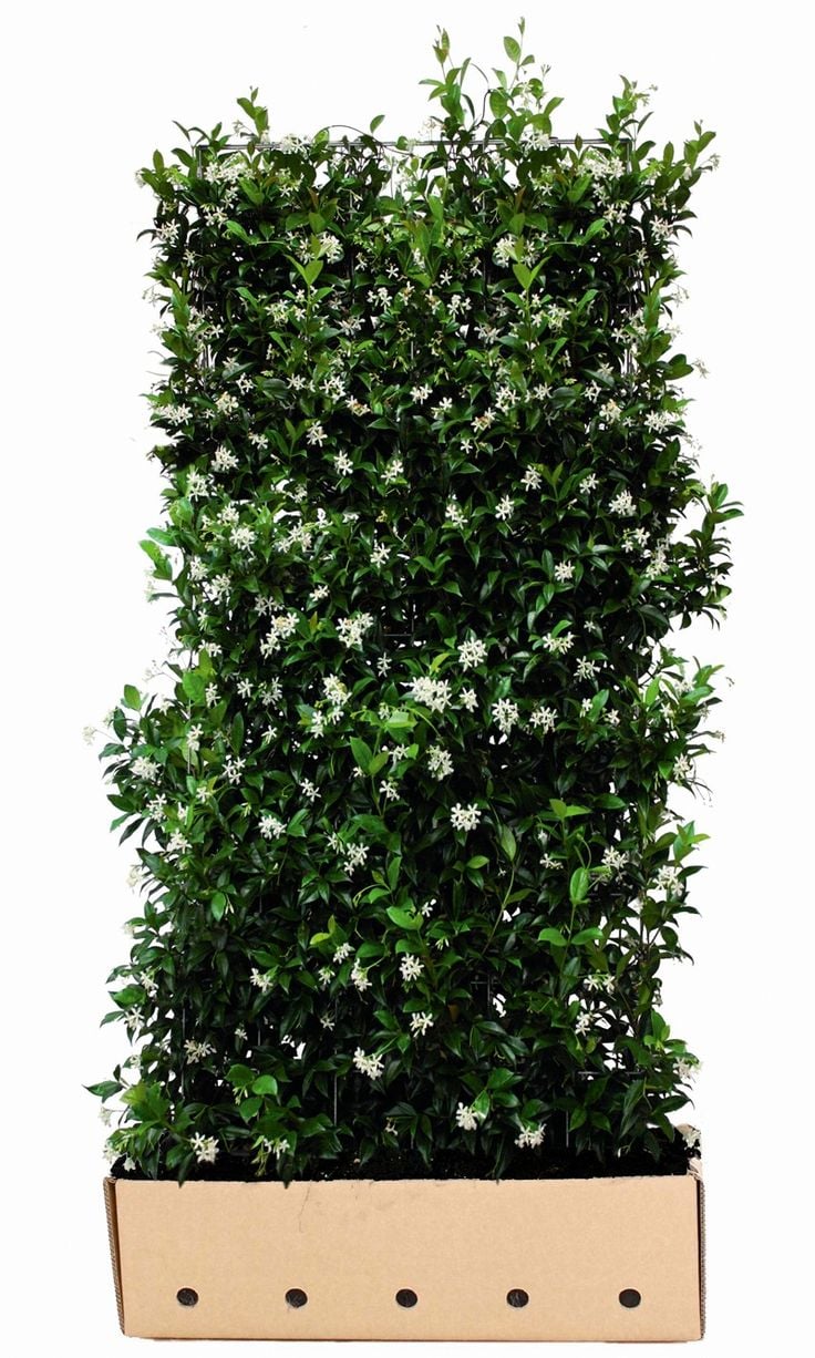 jasmijn plant binnen