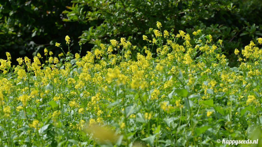 mosterd plant