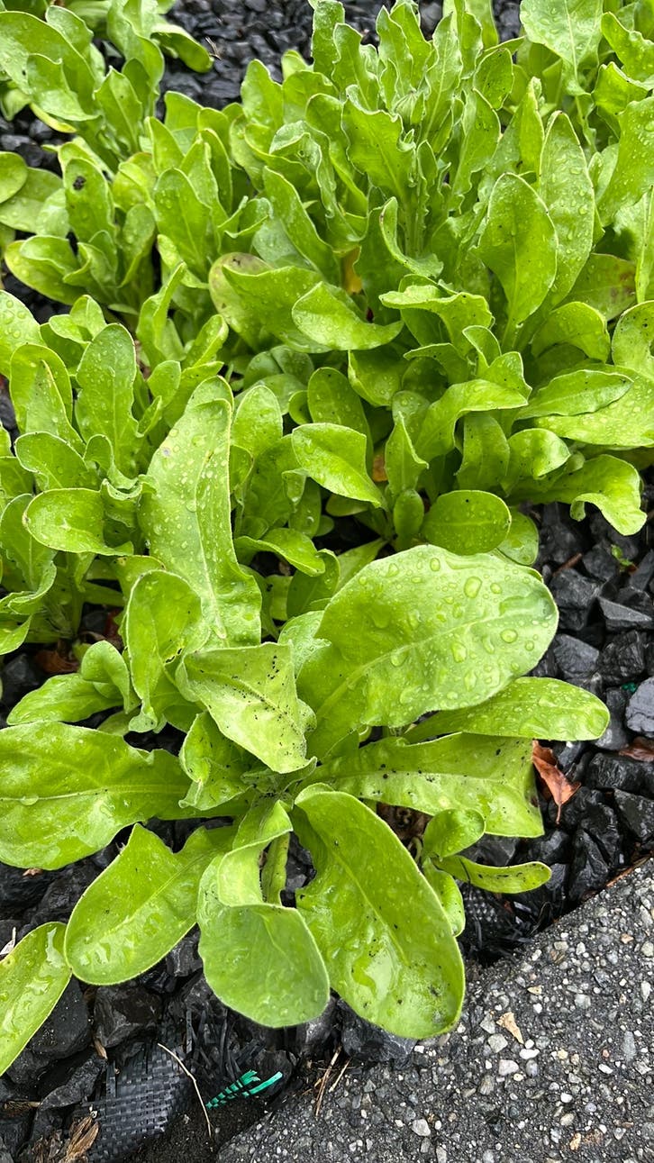 sla planten kopen