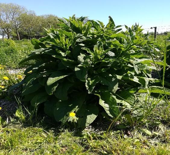 smeerwortel planten