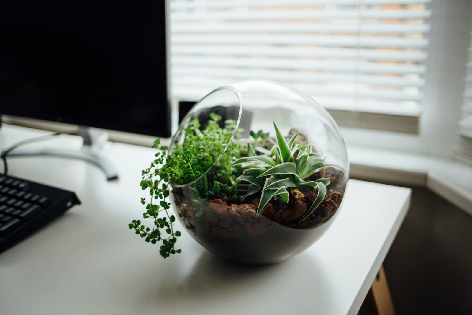 terrarium planten kopen