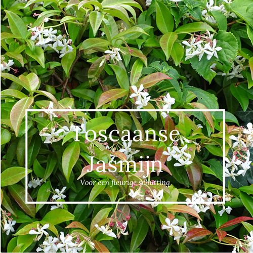 toscaanse jasmijn planten