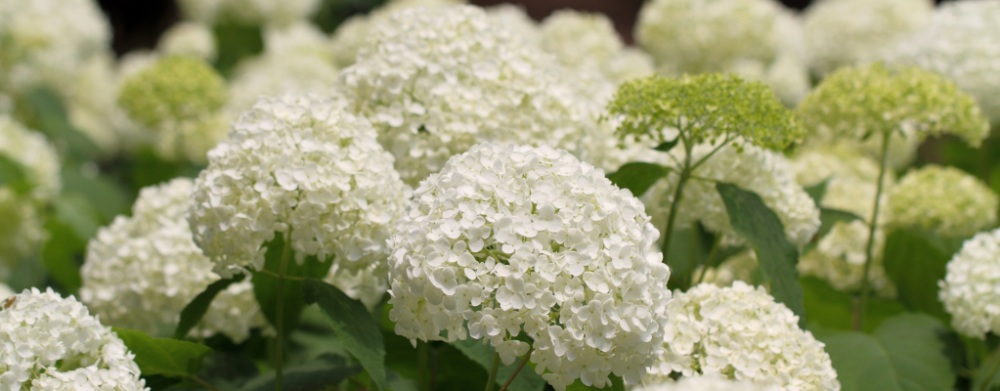 tuinplanten kopen