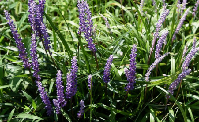 vaste bloeiende planten winterhard