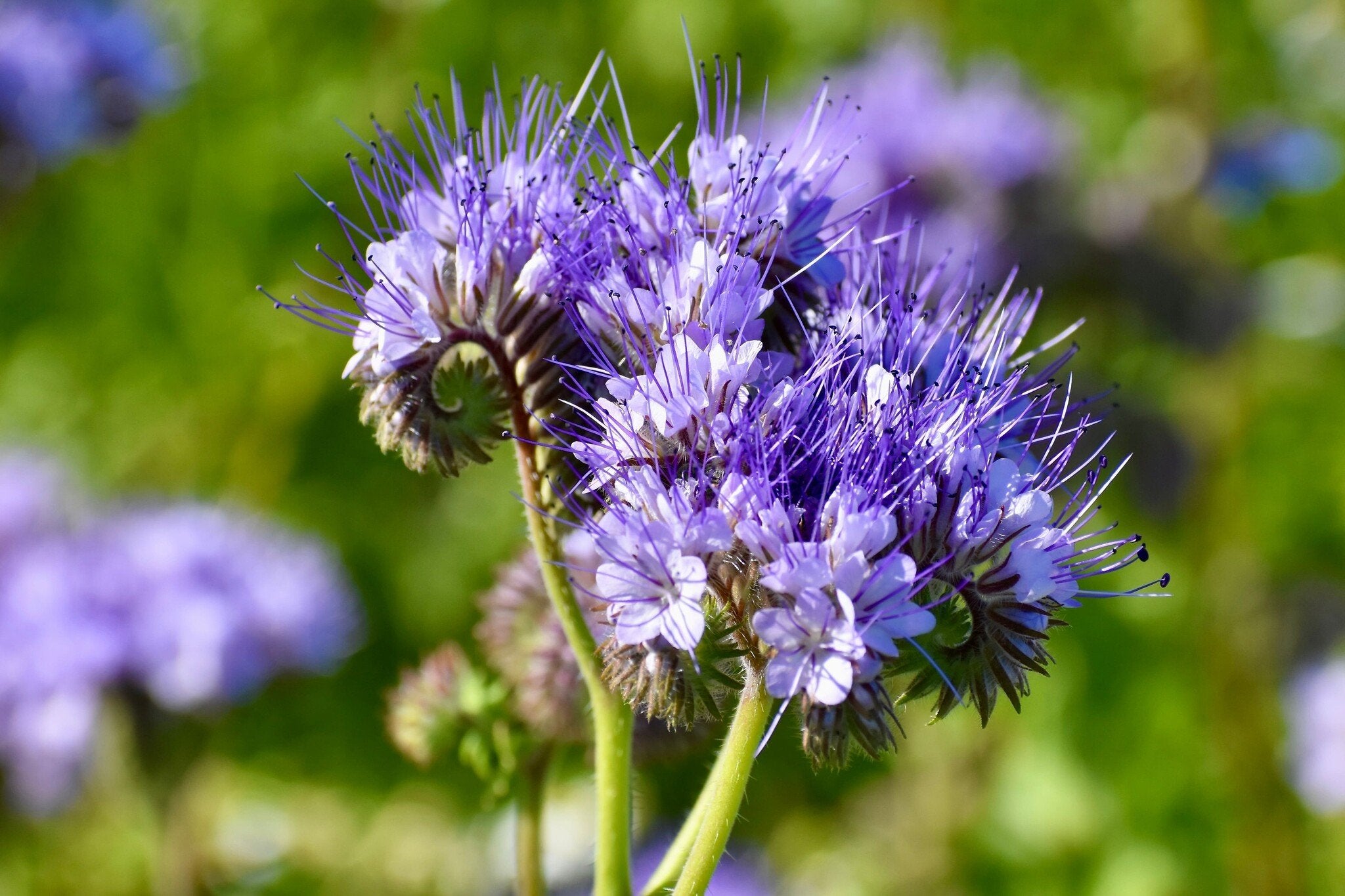 wilde planten