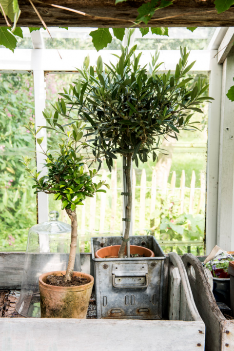 winterharde planten in pot