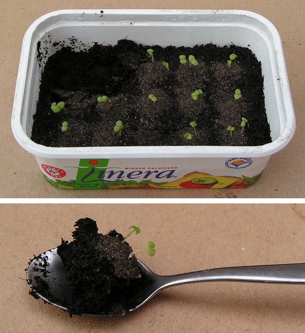 zaadjes planten