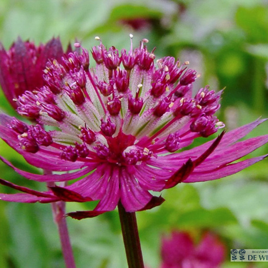zomerbloeiers vaste planten