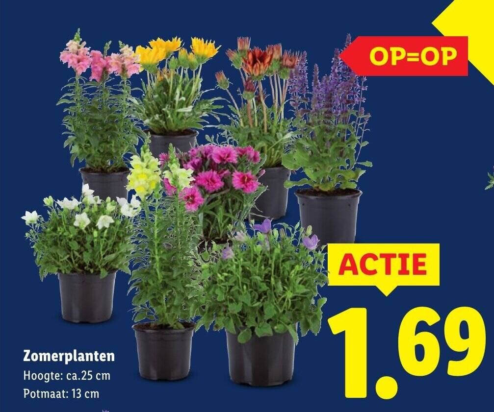 zomerplanten