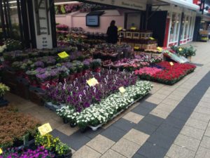 bloemen en planten outlet