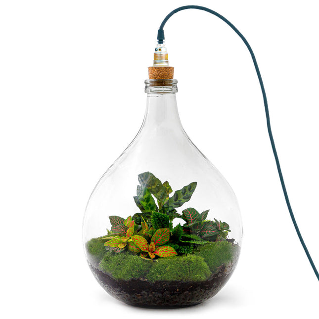 ecosysteem plant intratuin