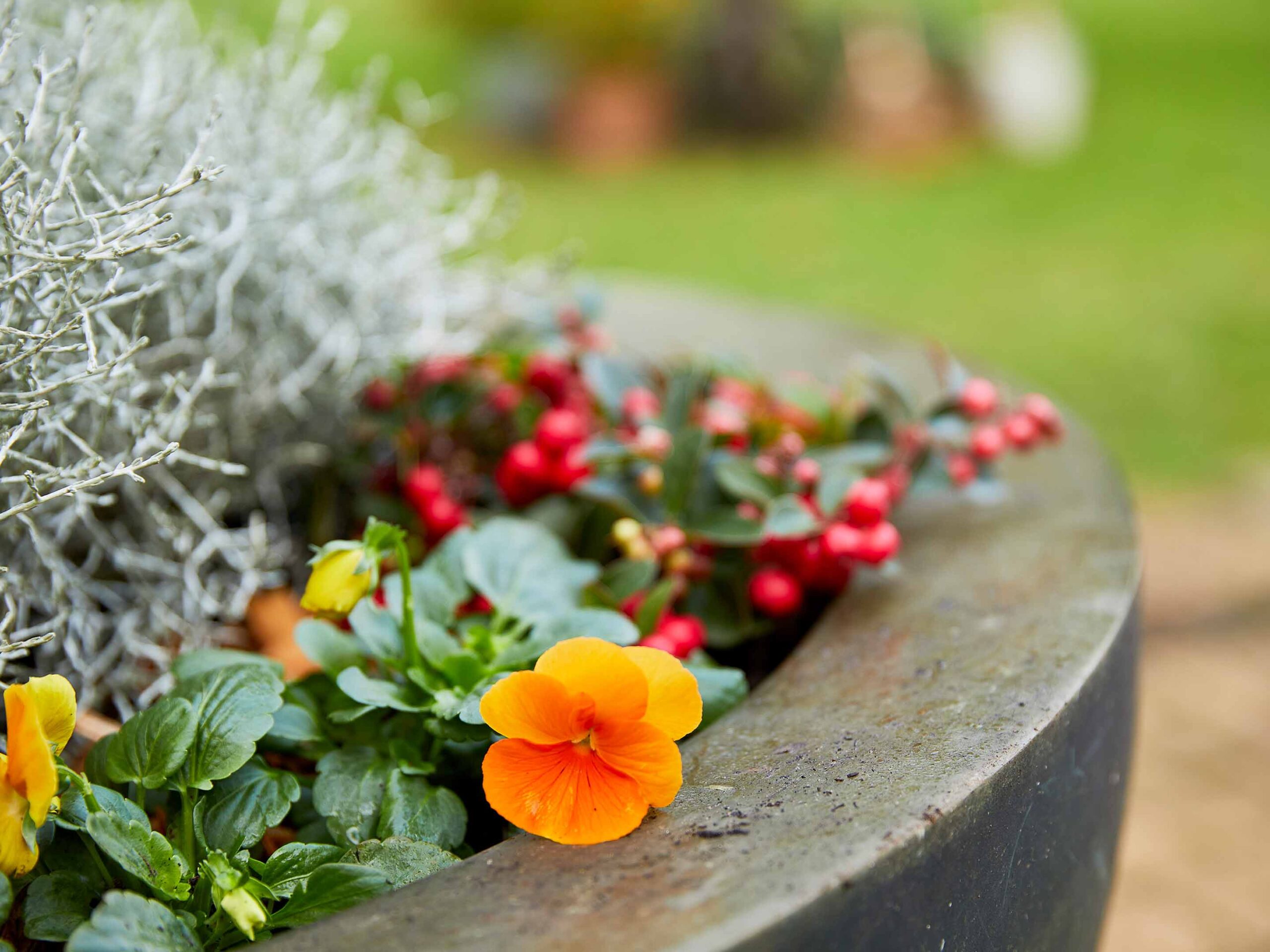 groenblijvende planten voor bloembakken