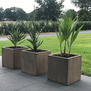 mediterrane planten buiten